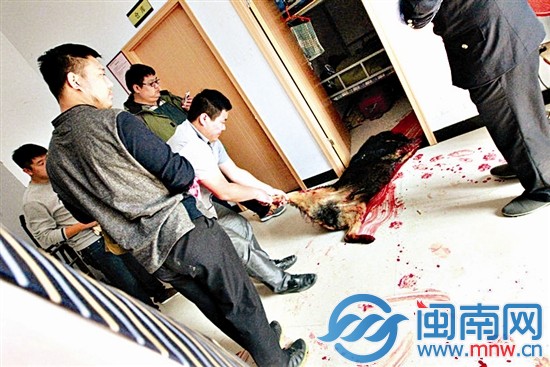 執法局工作人員將被擊斃的藏獒從房間內拉出