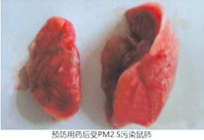 網上文稿展示的正常鼠肺2