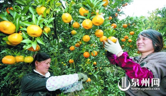 果農(nóng)在采摘蘆柑