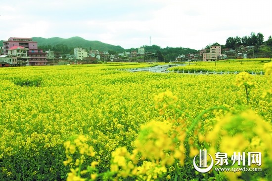 虹山鄉百畝油菜花競相開放
