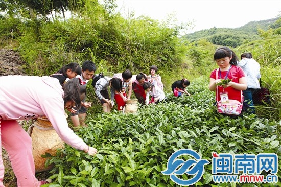 海都小記者 當(dāng)了回小茶農(nóng)2