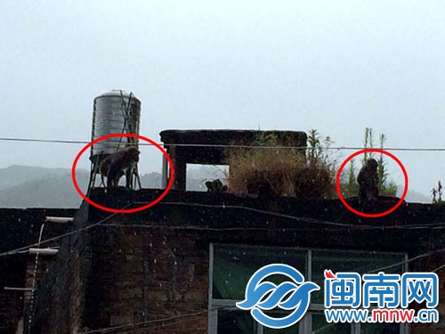 見到民警后，兩只猴子跑到樓頂，玩起了捉迷藏