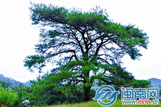 其他古樹(shù)不服？來(lái)攻擂吧!